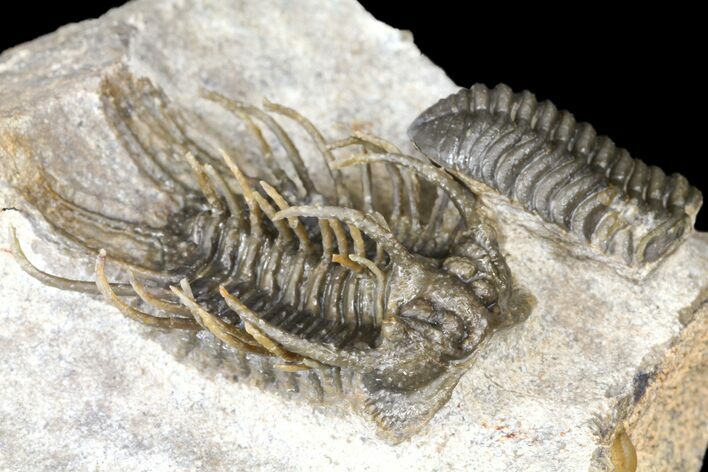 Spiny Koneprusia Trilobite - Ofaten, Morocco #124895